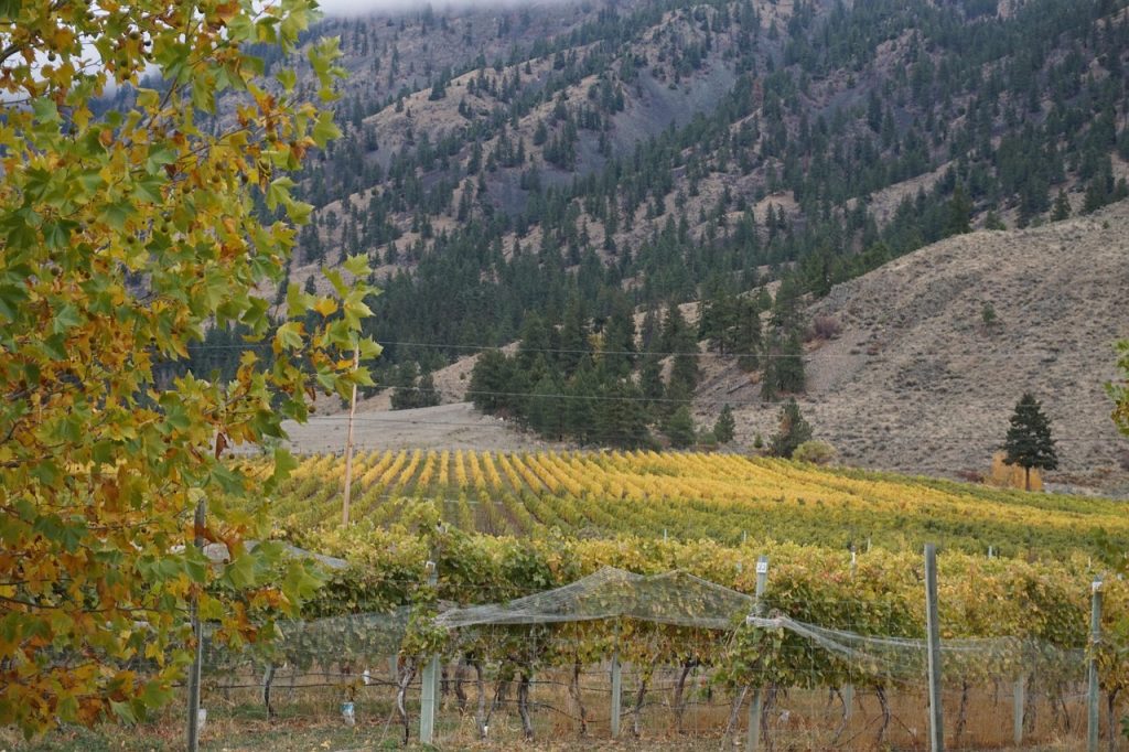 wine, wine making, osoyoos, vineyard, grapes, agriculture, nature, fruit, wine-making, harvest, grape, landscape, farm, scenic, liquor, bc, british columbia