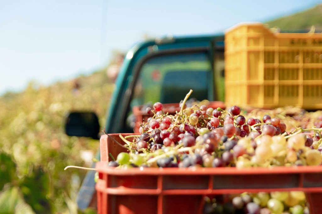 Close-up of harvested grapes in a crate with a vineyard and truck in the background.