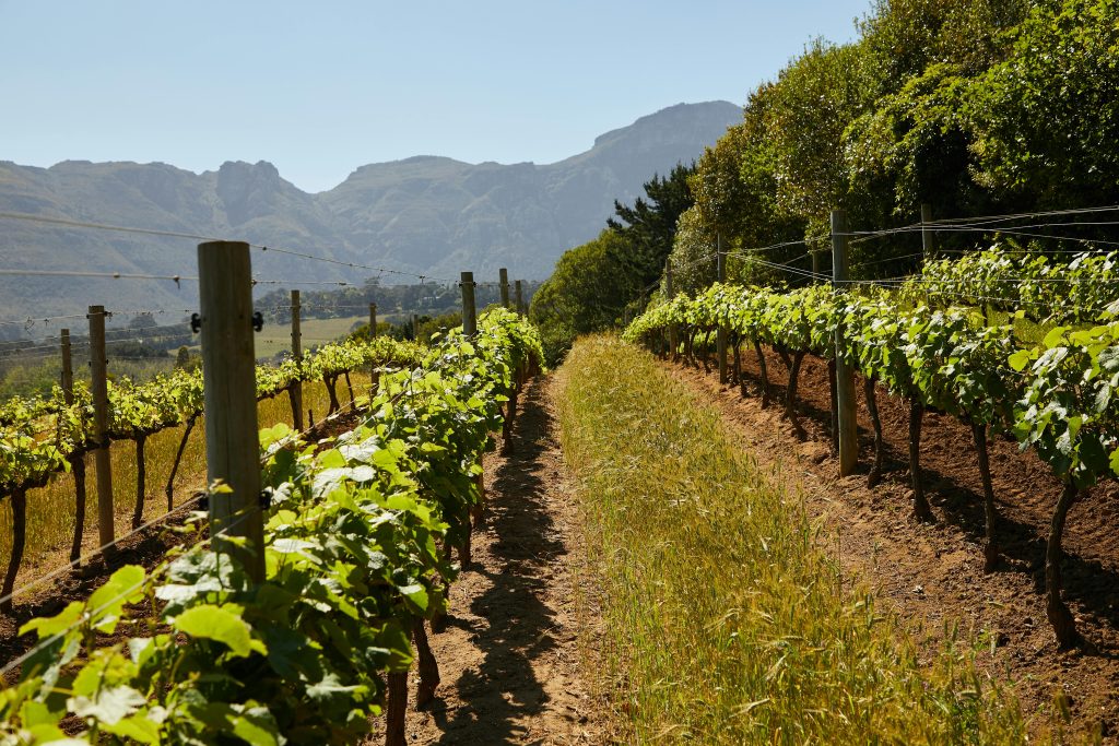 Lush vineyard rows stretch under clear skies, framed by majestic mountains.