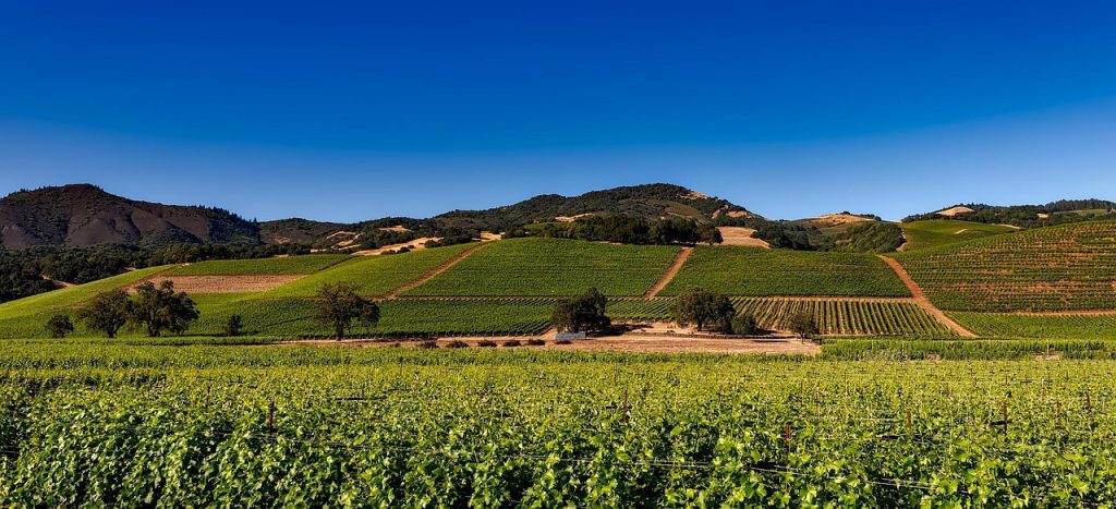 vineyards, napa valley, california, vine, winery, wine, rural, landscape, viticulture, tourism, grapes, lush, field, grapevine, scenic, nature, outdoors, country, countryside, farm, hills, mountains, hdr, beautiful, plants, panorama, napa valley, napa valley, napa valley, napa valley, winery, winery, winery, winery, winery