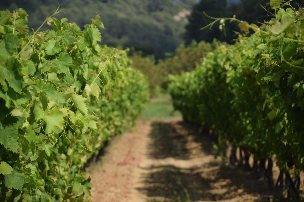 france, vineyard, nature