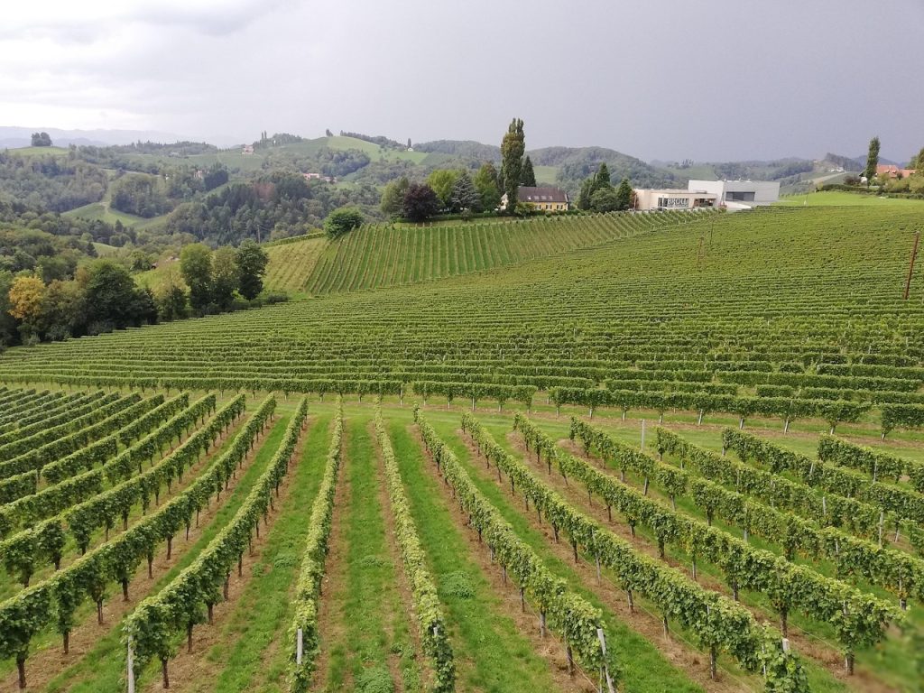 Syrah vs Shiraz: What's the Difference? austria, wine, vineyard, nature, winegrowing, slope, wine region, agriculture, leaves, grapevines, wine grapes
