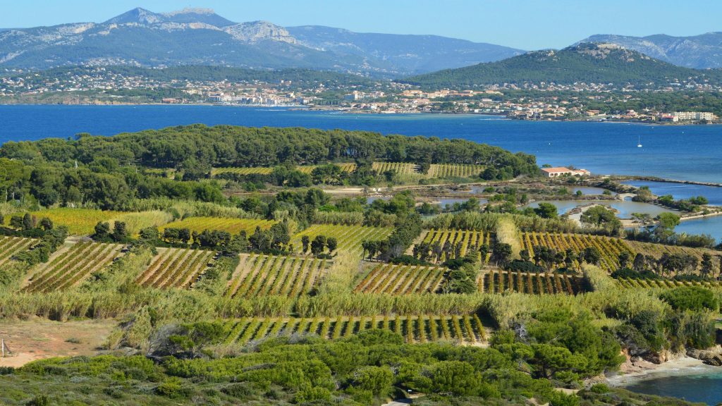 A beautiful vineyard landscape near the ocean with a coastal town and mountains in the background.