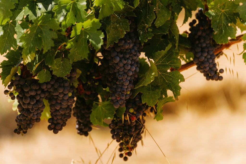 Syrah vs Shiraz: What's the Difference? Close-up of ripe grapes on a vine in Margaret River, Australia vineyard.