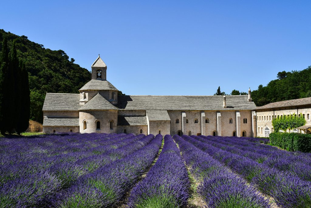 Beautiful lavender fields in full bloom at the historic Abbaye de Sénanque in Provence, France.