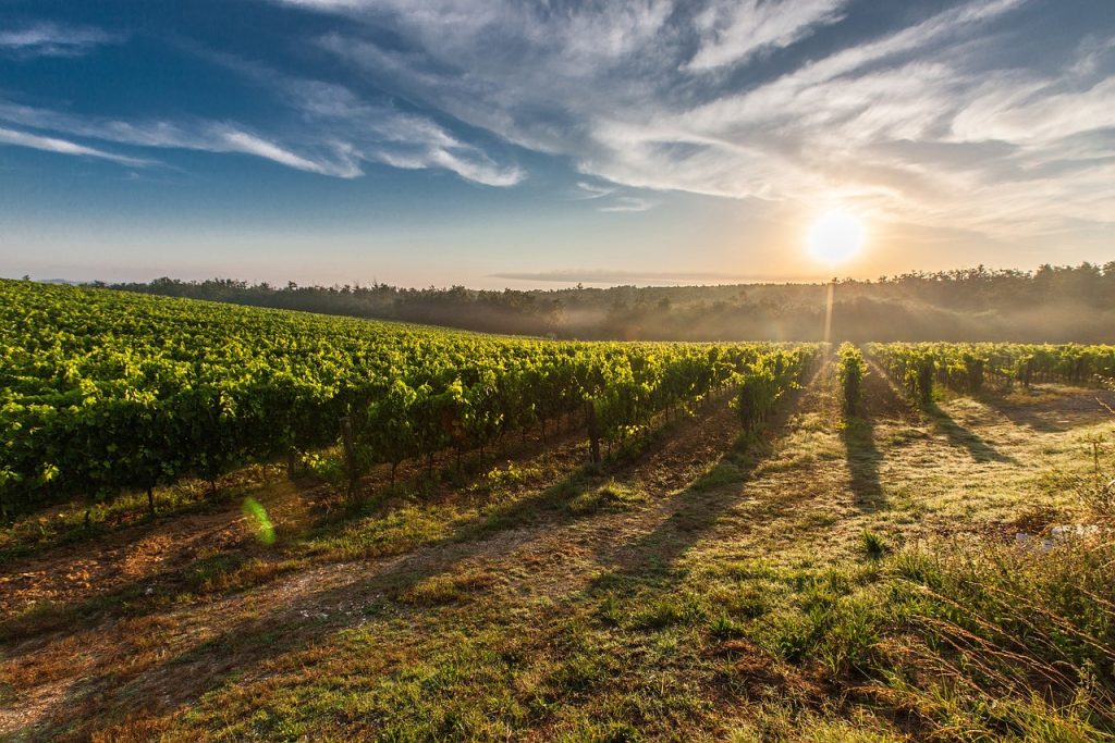 vineyard, sunrise, nature, sun, farm, grapevines, sunlight, morning, vines, viticulture, plantation, farmland, field, rural, countryside, landscape, tuscany, italy