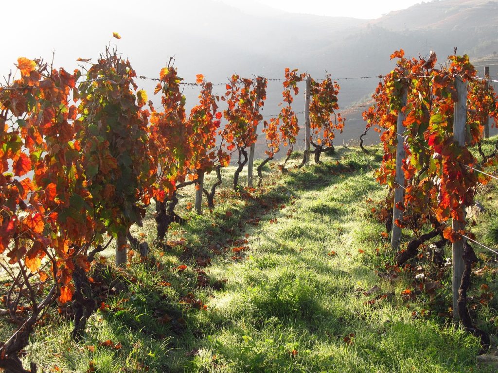 portugal, wine, douro, vineyard, valley, landscape, portugal, douro, douro, douro, douro, douro, vineyard