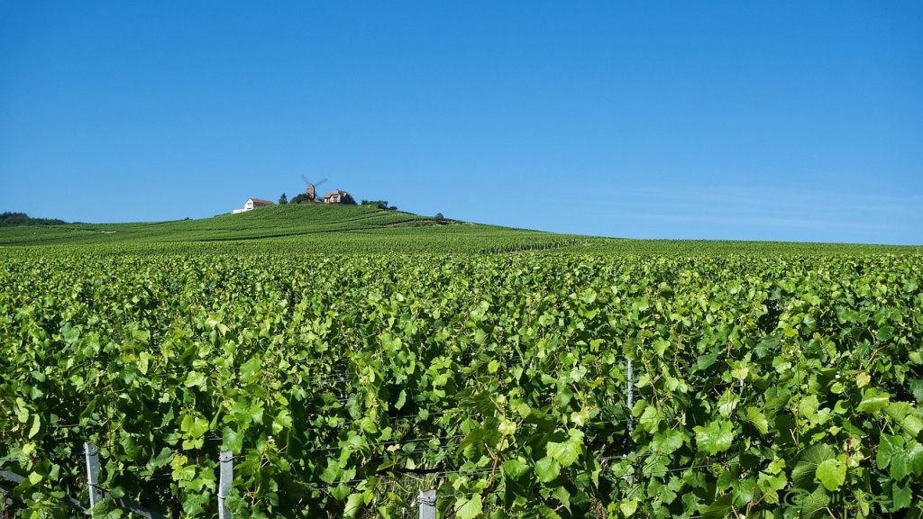 reims, verzenay, champagne, grapes, fields, winery, wine, agriculture, rural, nature, france, viticulture, green, countryside, farm, landscape, agricultural, vineyard, vine, plant, french, green wine, green farm