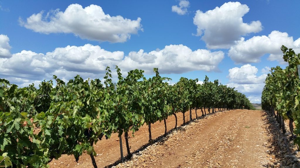 vineyard, nature, fields, la rioja, clouds