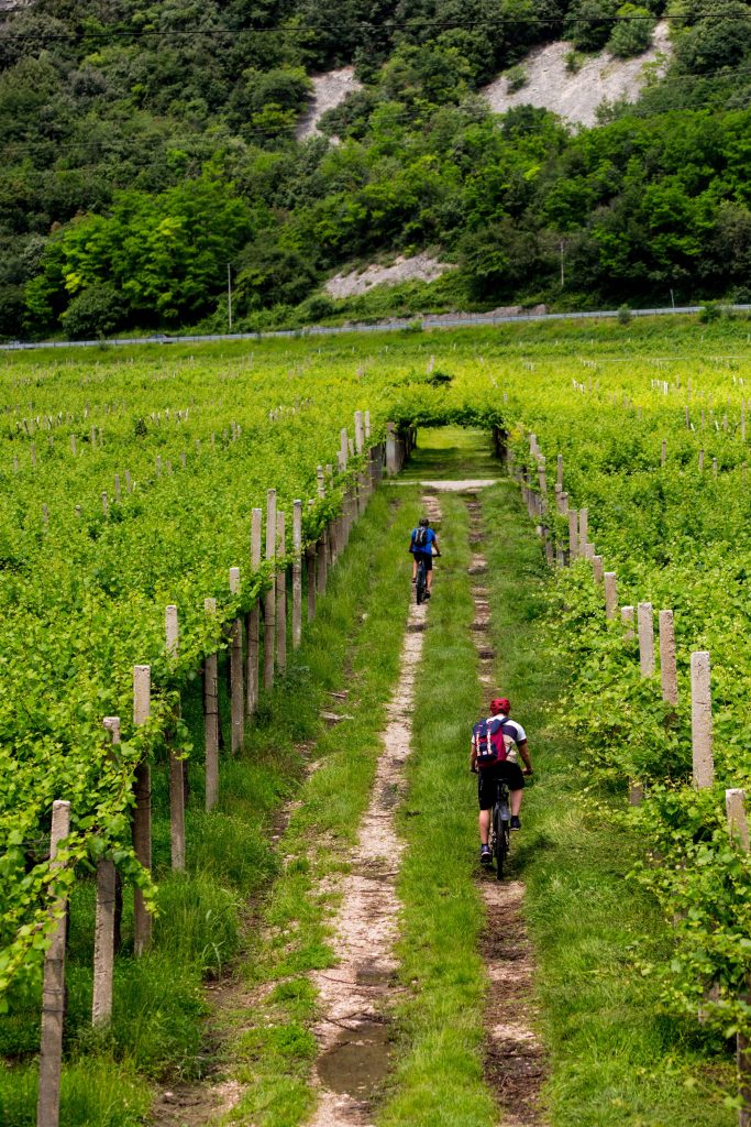 Two cyclists enjoy a ride through a lush vineyard path surrounded by greenery on a sunny day.