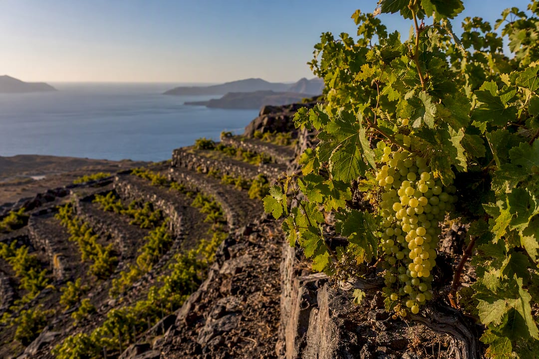 Assyrtiko grapes on volcanic Santorini vineyard