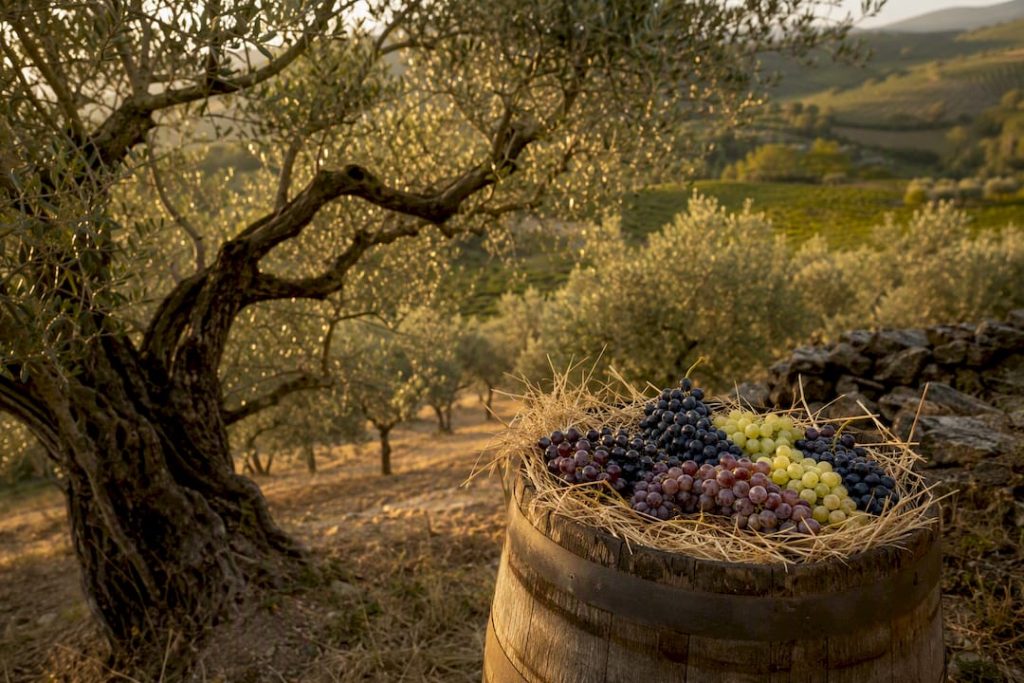 Heritage grape vineyard at sunrise with grape crate