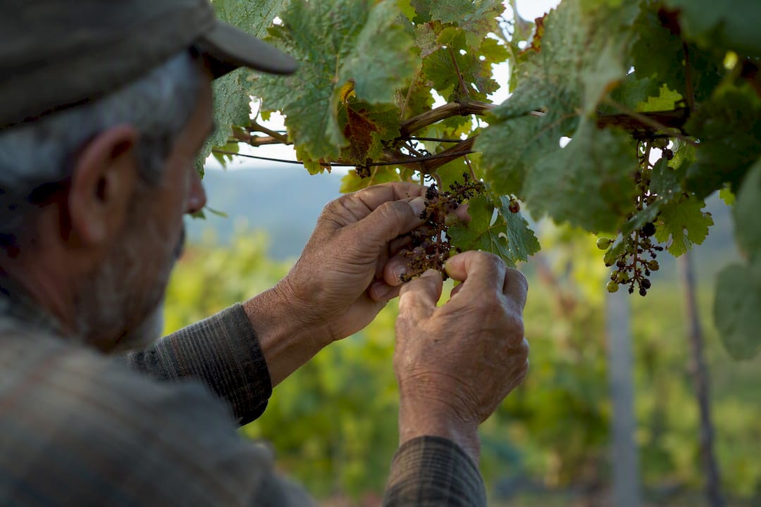 Hands thinning rare heritage grape clusters