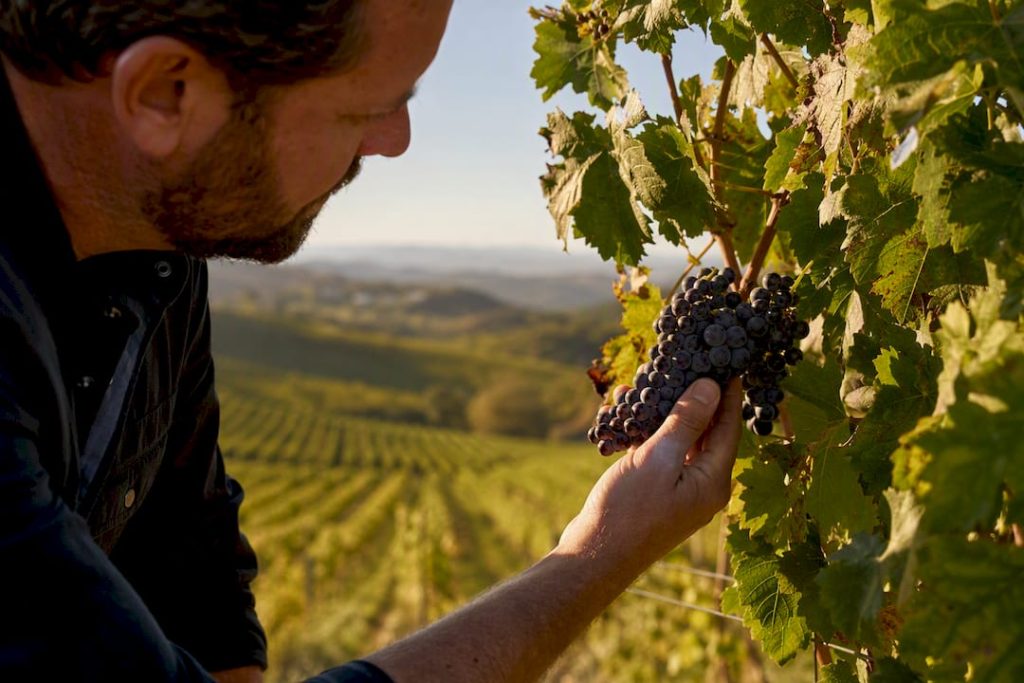 Hand holding cluster of Zinfandel grapes