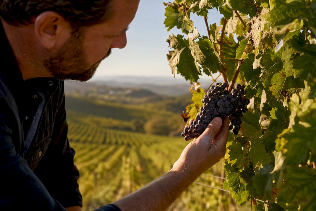Hand holding cluster of Zinfandel grapes