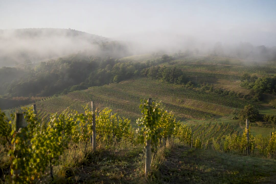 Grüner Veltliner: Austria's Peppery, Food-Friendly White Austrian vineyard terroir landscape in sunlight